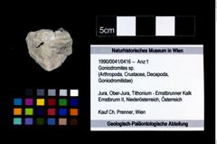 Foto (Objekt + Etikett) von Goniodromites sp.  (NHMW-GEO-1990-0041-0416)